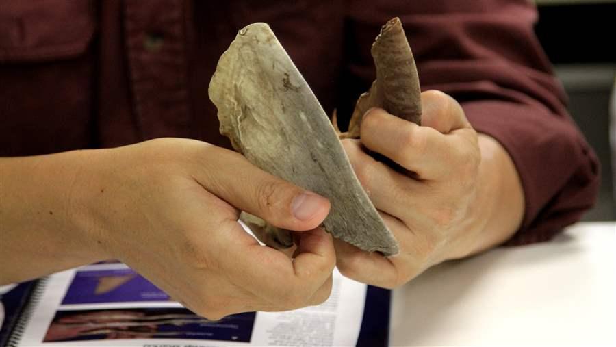 A workshop participant uses a shark fin identification guide to examine dried fins.