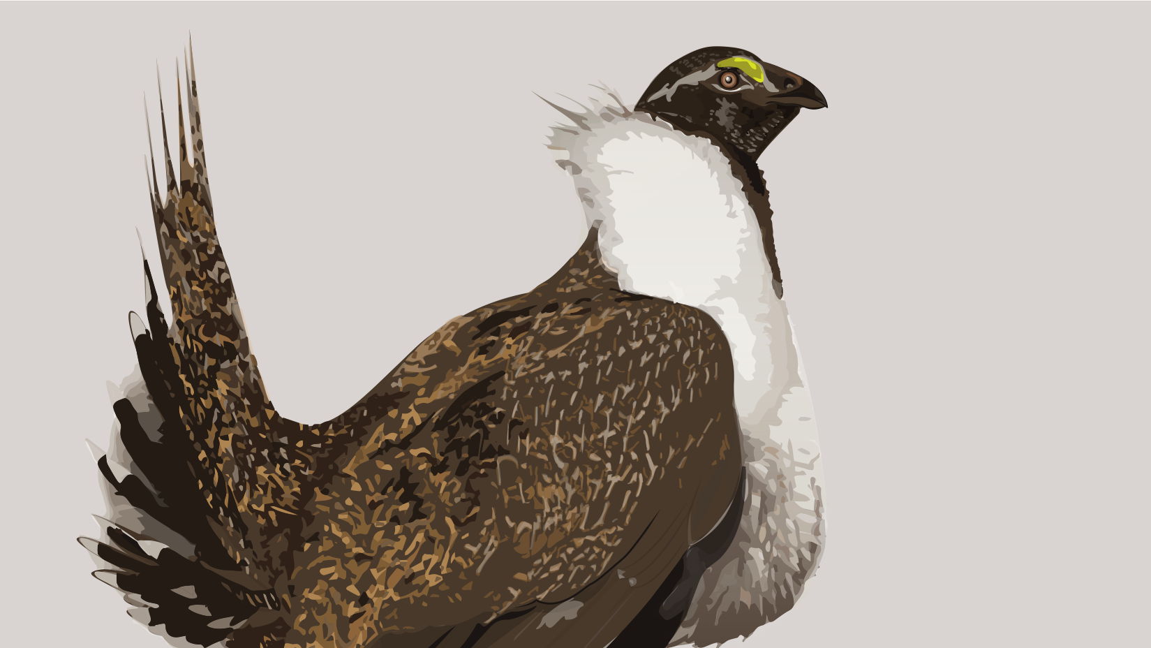 Sage Grouse