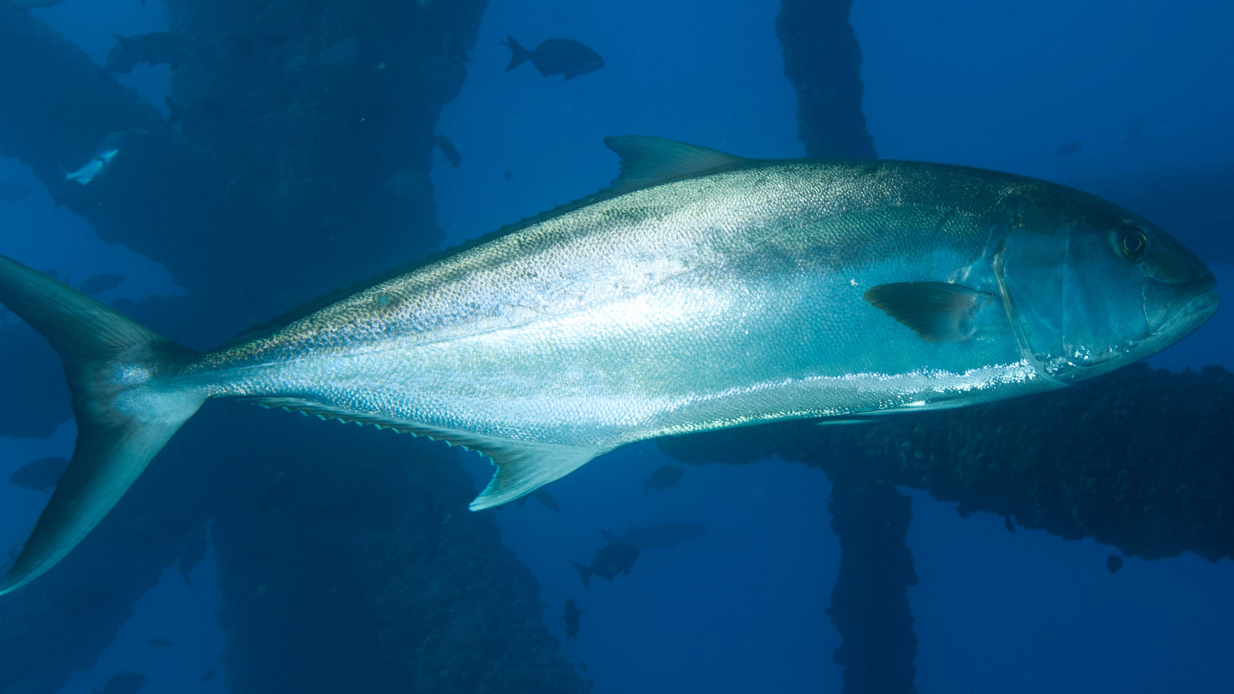 Greater amberjack