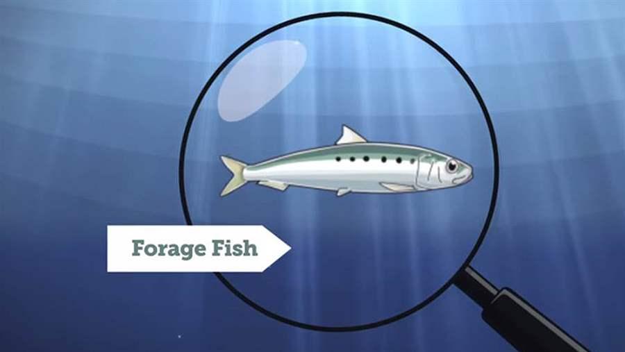 Forage Fish