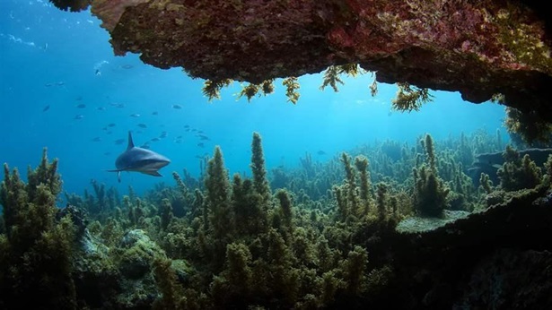 Underwater marine ecosystem