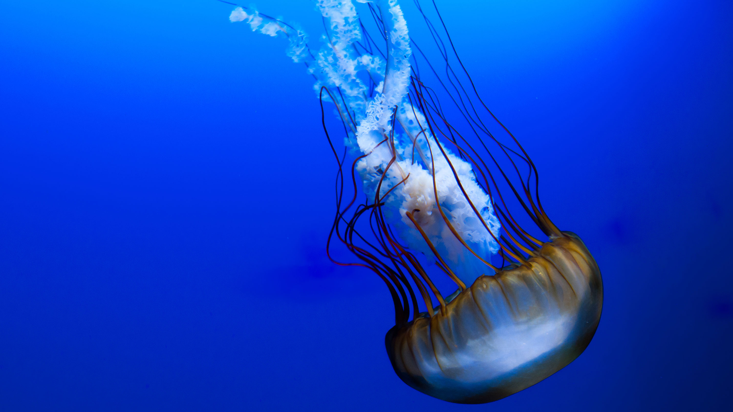 Jellyfish