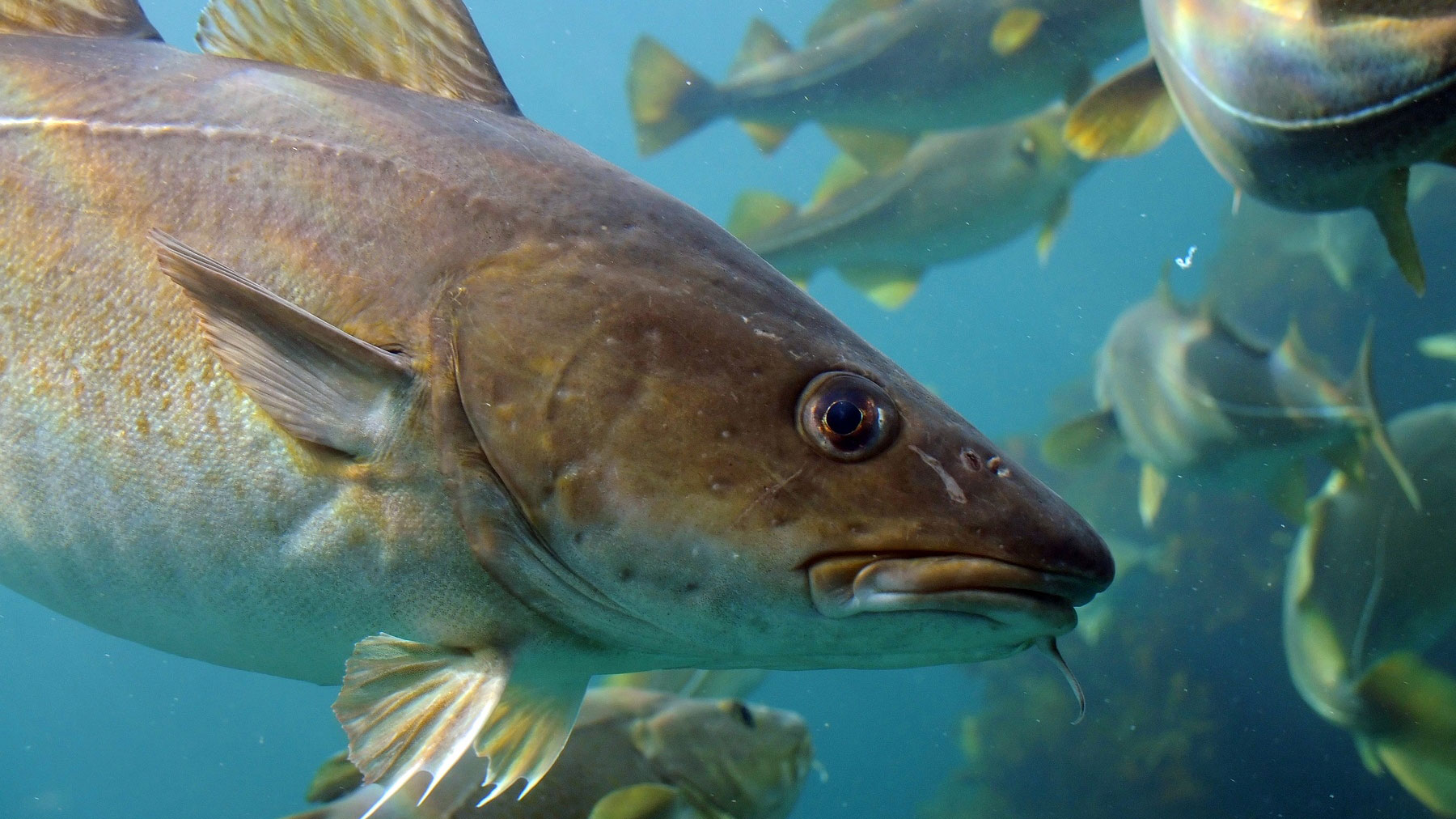 Atlantic Cod