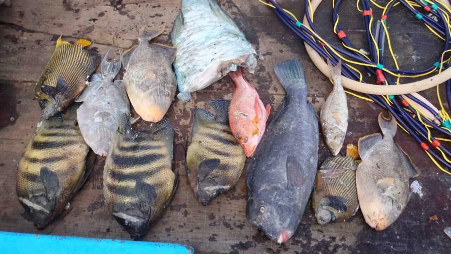 Illegally caught fish in Palau