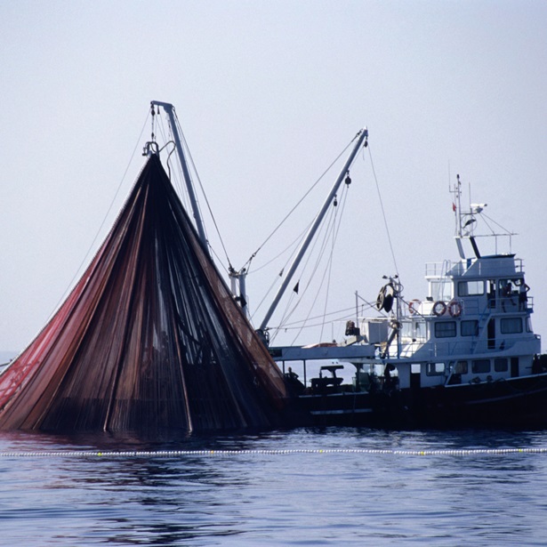 Tuna fishing boat.