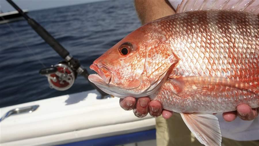 GULF_snapper_km_RF