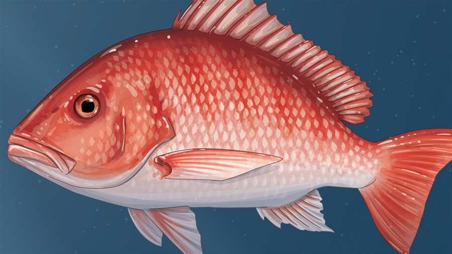 Keeping Gulf Red Snapper on the Road to Recovery