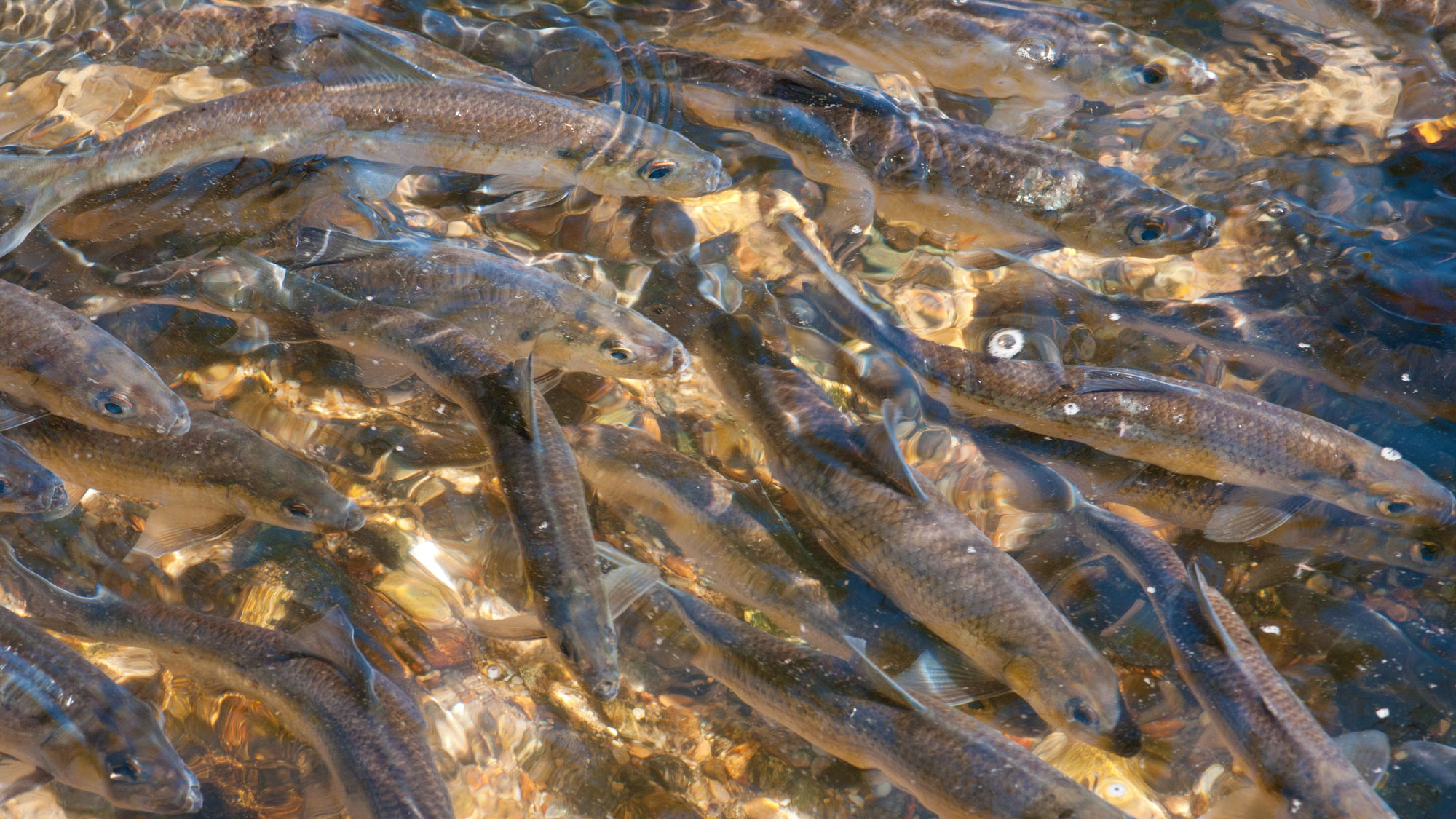 River herring