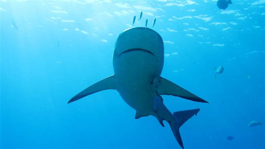 Shark