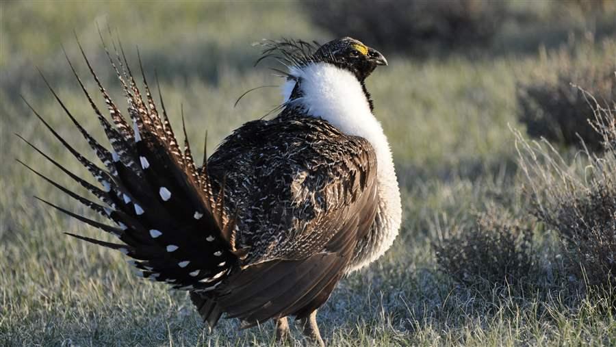 Sage Grouse