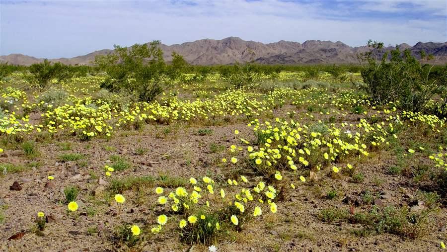 093_133_d1lCady Mountains Desert Sunflower BloomProposed Mojave Trails