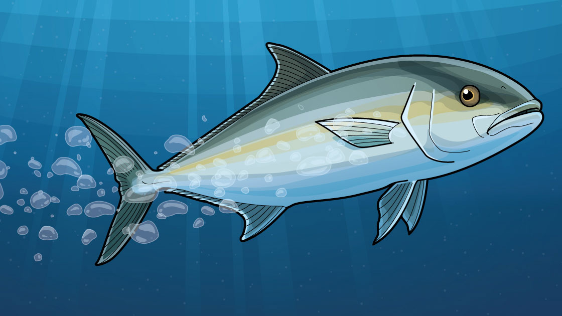 Greater Amberjack