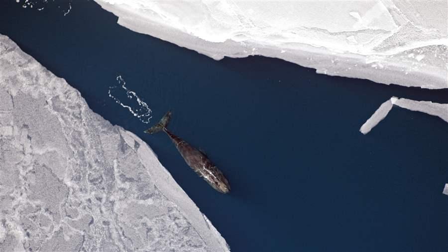 Bowhead Whale