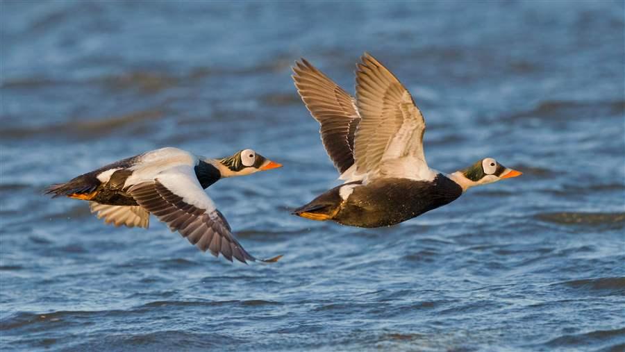 Eider Drakes