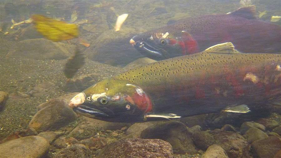 Oregon fisheries