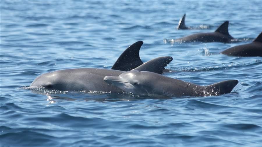 Dolphin_calf_Byron_Bay_Marine_Sanctuary