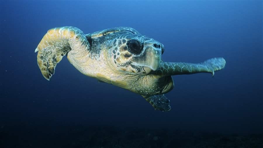 HIGH_Loggerhead_sea_turtle_2