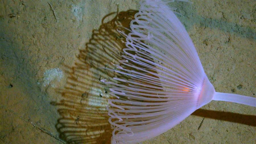 Monterey Bay Aquarium Research Institute