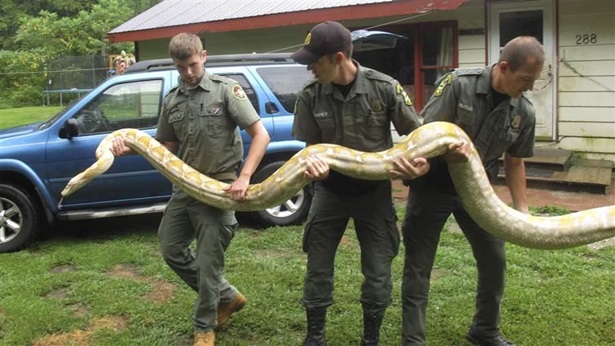 Snake Snake