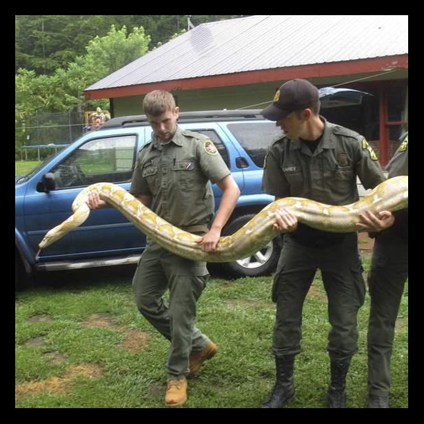 Snake Snake