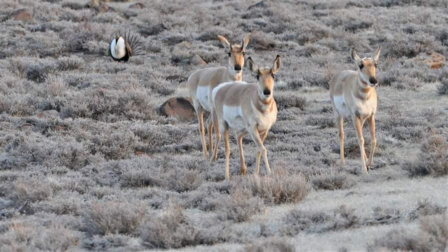 WLI_sagegrouse14_raw_ri_HO_19491