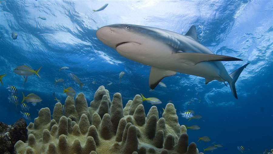 Shark Swimming