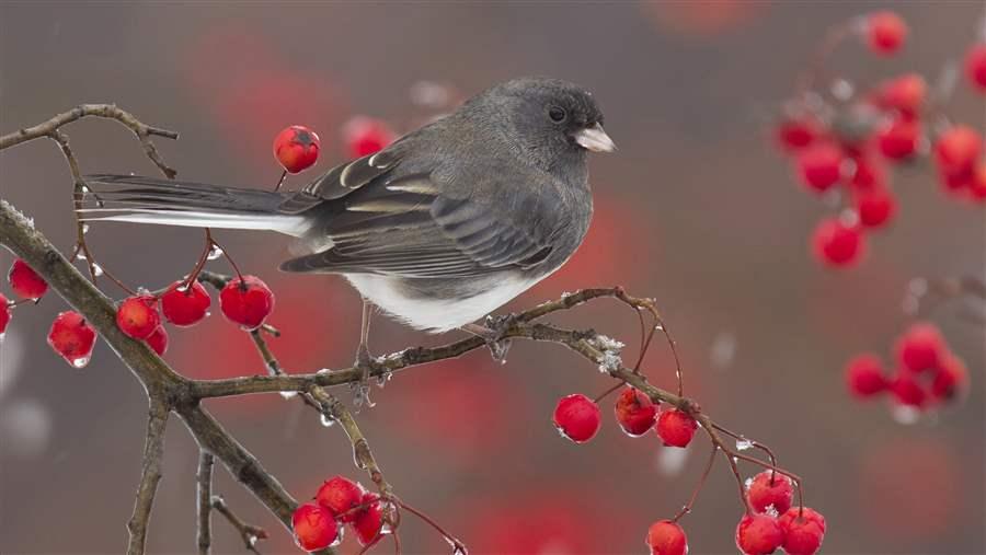 Dark Eyed Junco