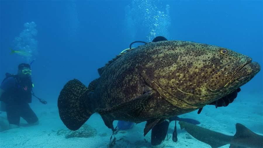 goliath grouper