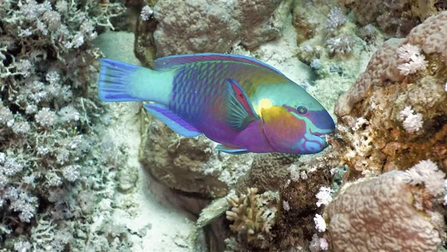 PCT_Parrotfish01_km_RF_21341