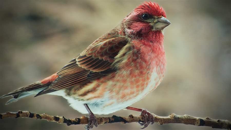 Purple Finch