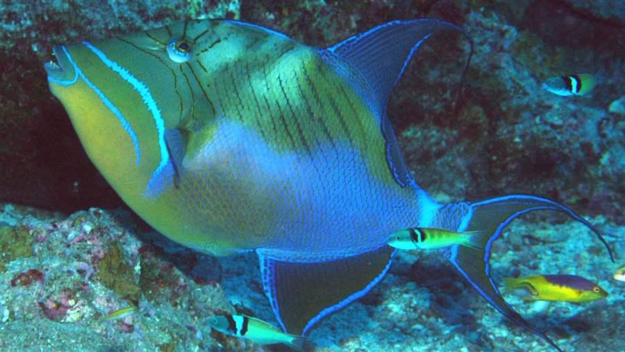 SE_QueenTriggerFish_raw_ds_HO
