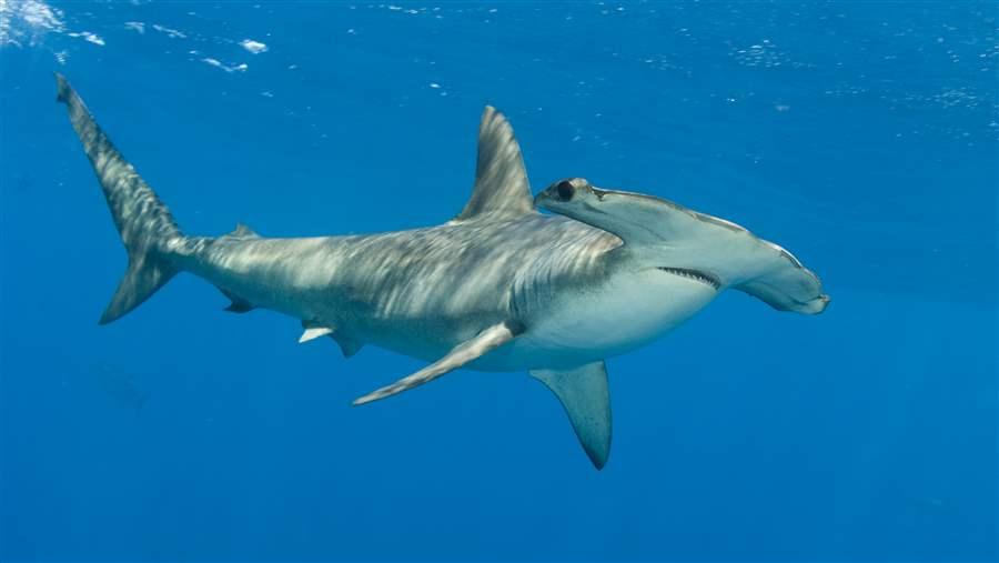 Scalloped Hammerhead