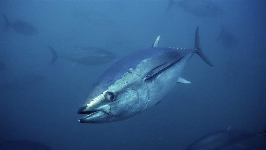 Southern Bluefin