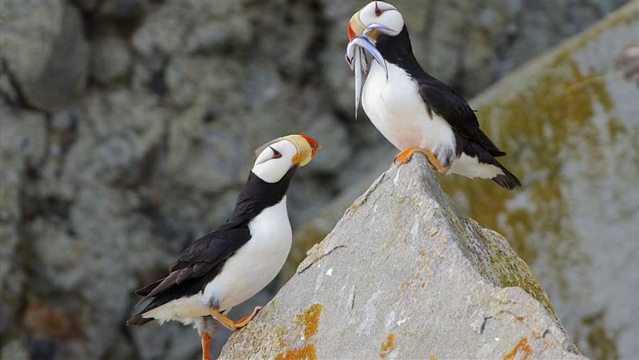 puffins