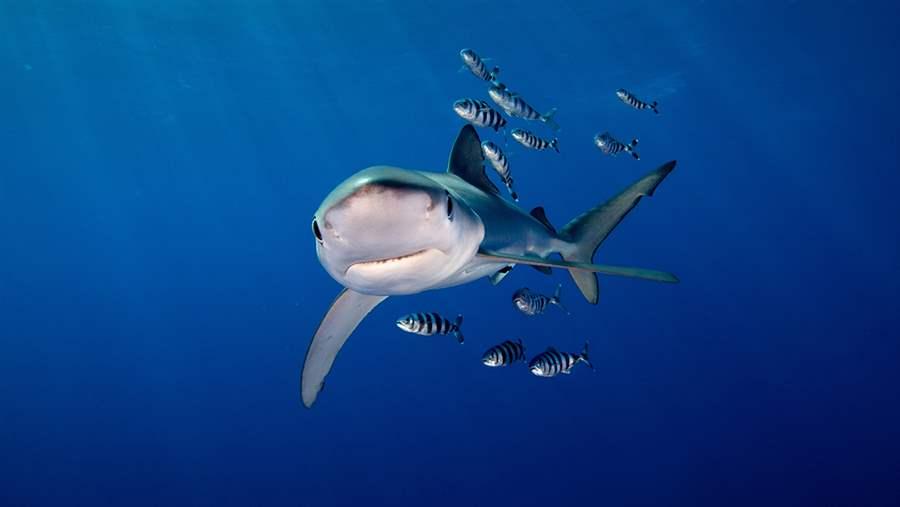 Blue shark