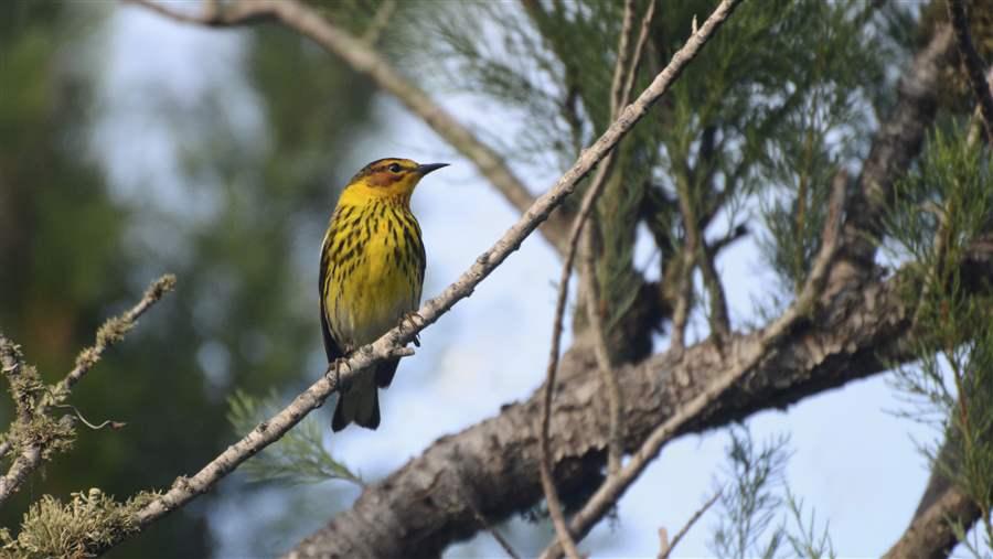 CapeMay Warbler