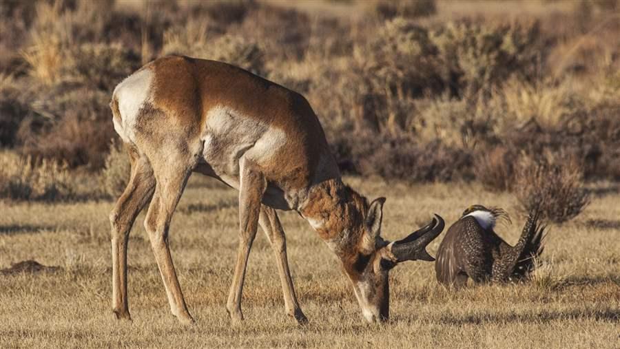 Sage-grouse and pronghorn on sagebrush habitat.