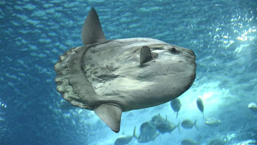 Ocean sunfish