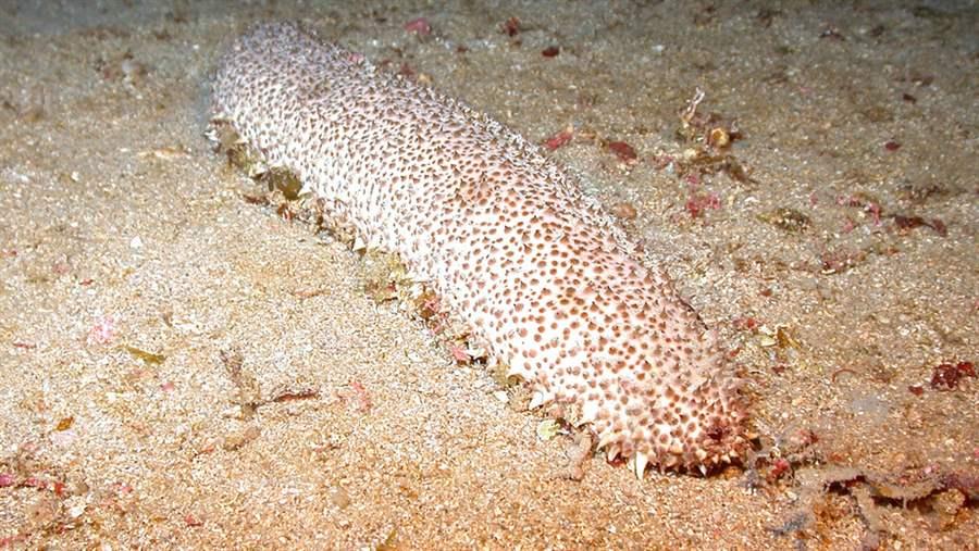 sea cucumber