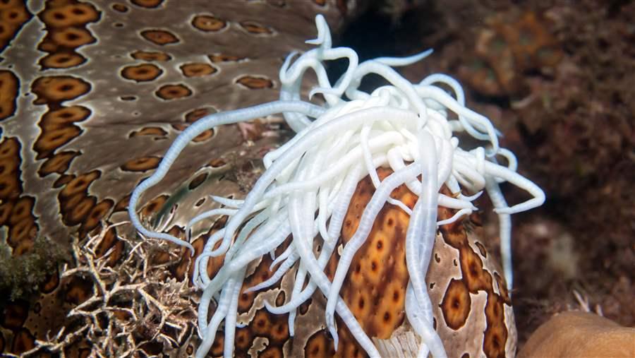 sea cucumber