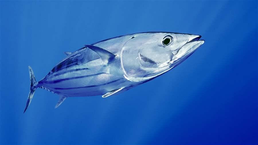 Skipjack Tuna