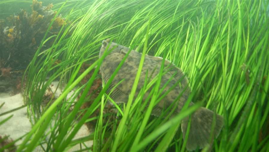 Winter flounder