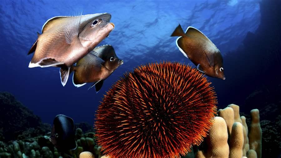 EasterIslandButterflyfish