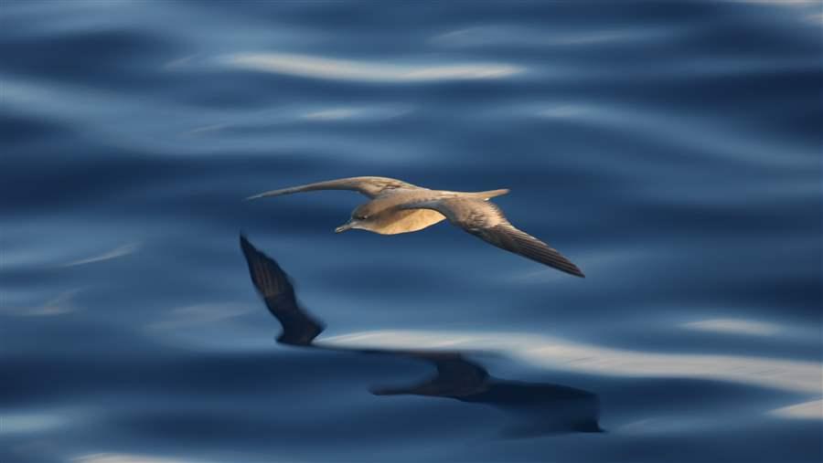 Kermadec Seabird