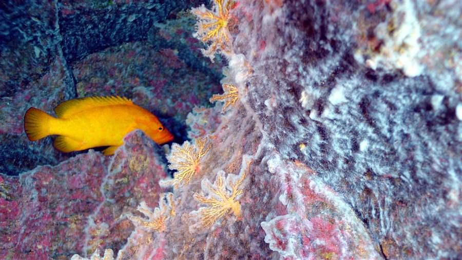 Pitcairn fish and coral