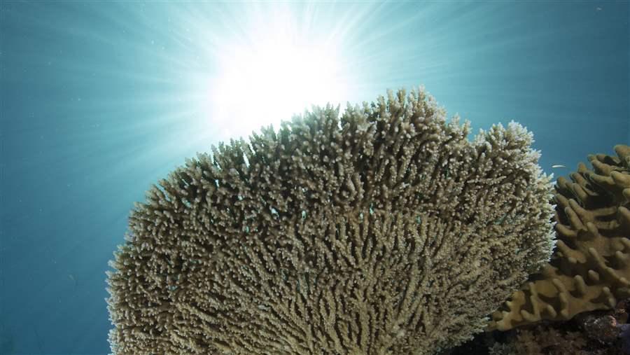 Palau Coral