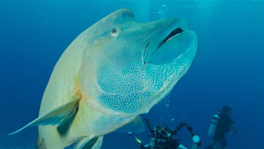 humphead wrasse