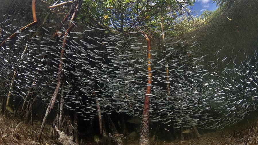 mangrove shoal