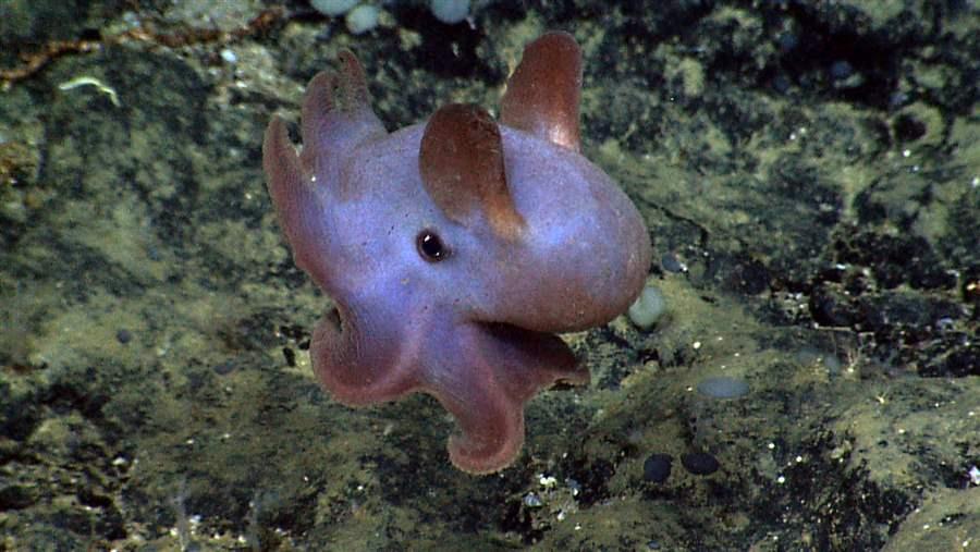 dumbo octopus