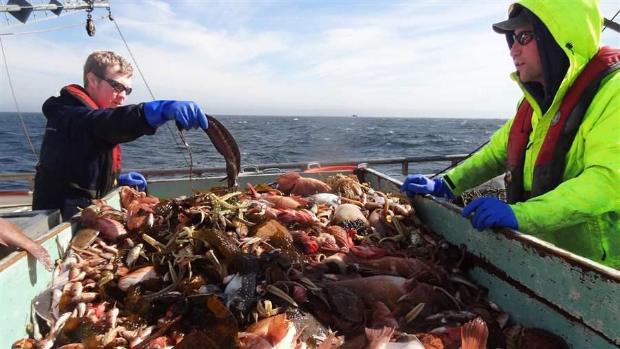 NOAA scientists study catch.